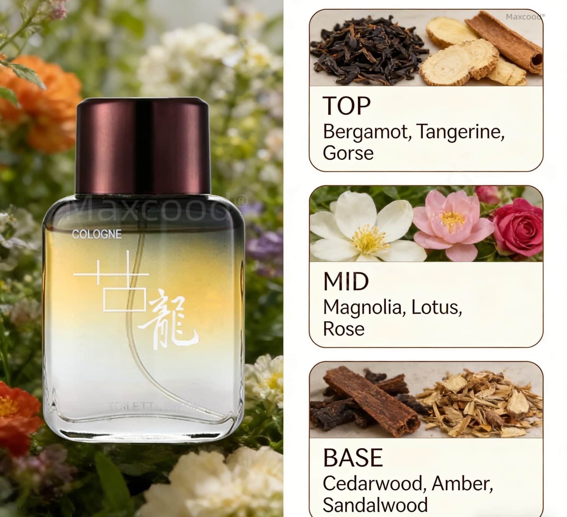 Maxcood A Citrus Men Cologne P - Fragrance Long Lasting Perfume 评论和价格